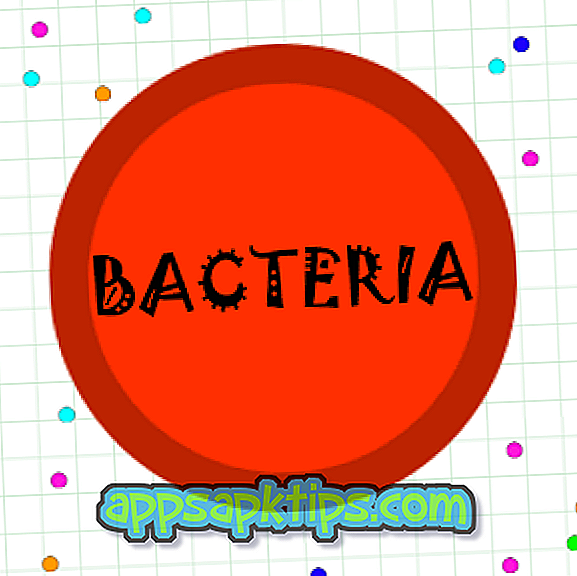 Bakterie Agar
